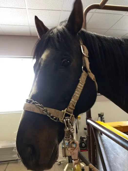 SoCal Equine Hospital 12