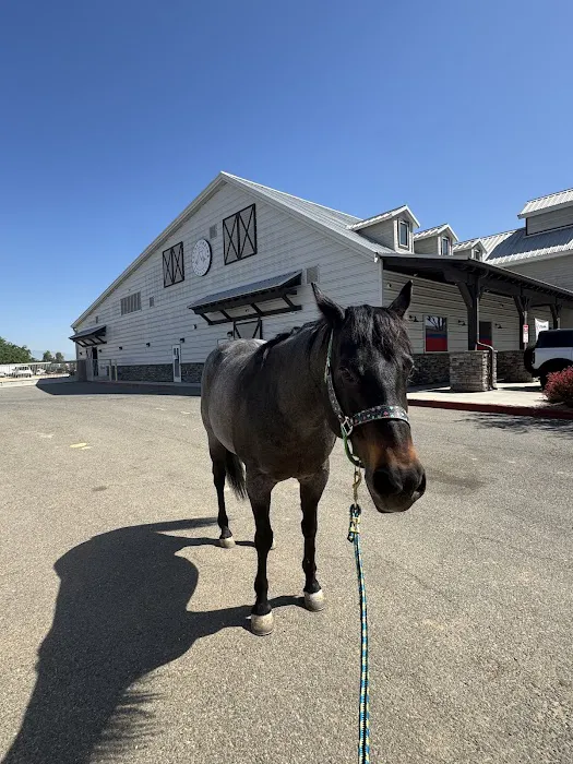 SoCal Equine Hospital 12