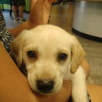 Norco Animal Hospital at SoCalVetGroup ico