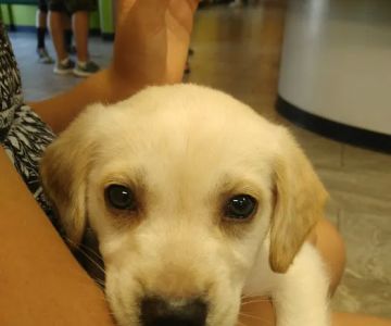 Norco Animal Hospital at SoCalVetGroup