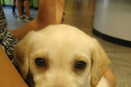 Norco Animal Hospital at SoCalVetGroup