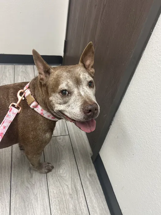 Norco Animal Hospital at SoCalVetGroup 12