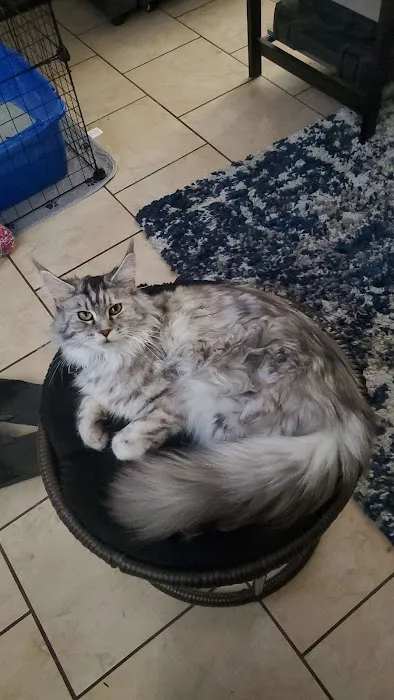 Cat's Maine Coons 12