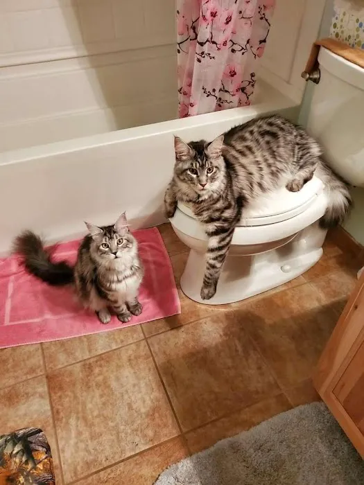 Cat's Maine Coons 12