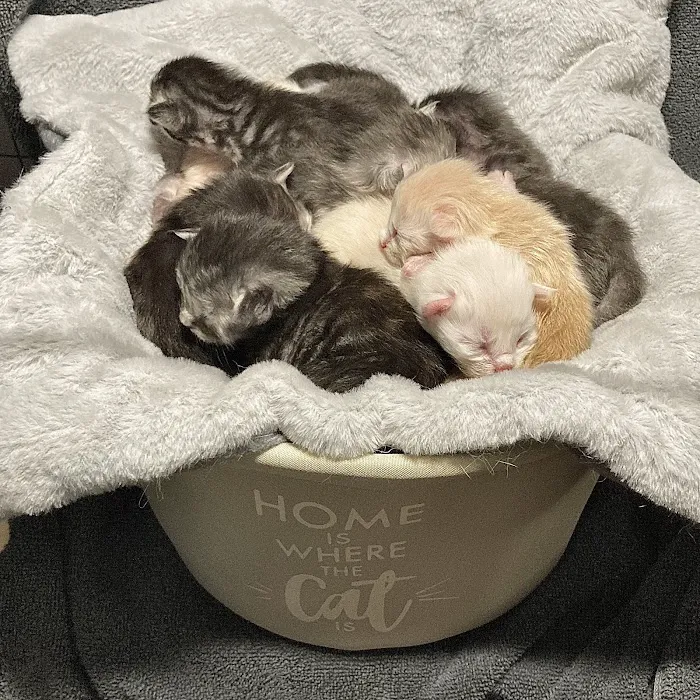 Cat's Maine Coons 12