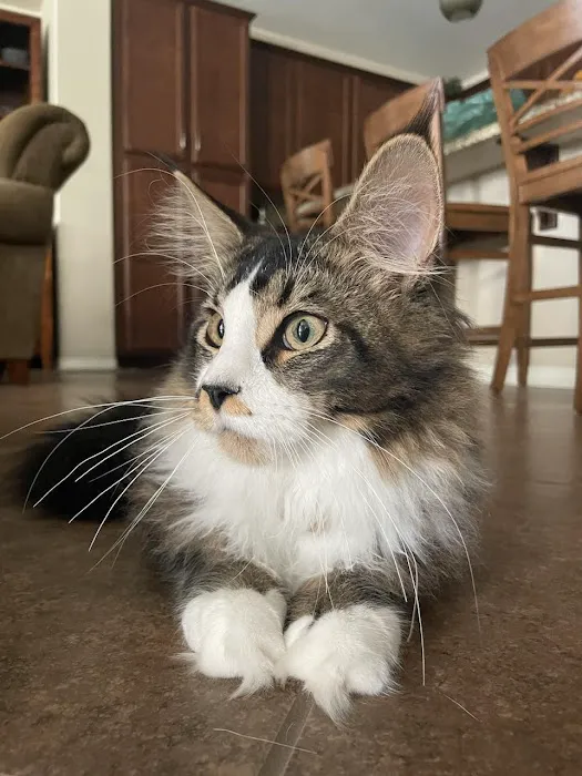 Cat's Maine Coons 12