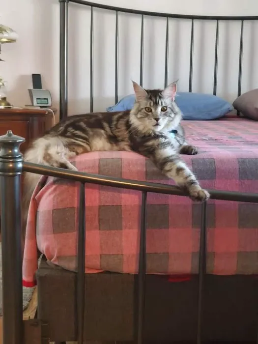Cat's Maine Coons 12