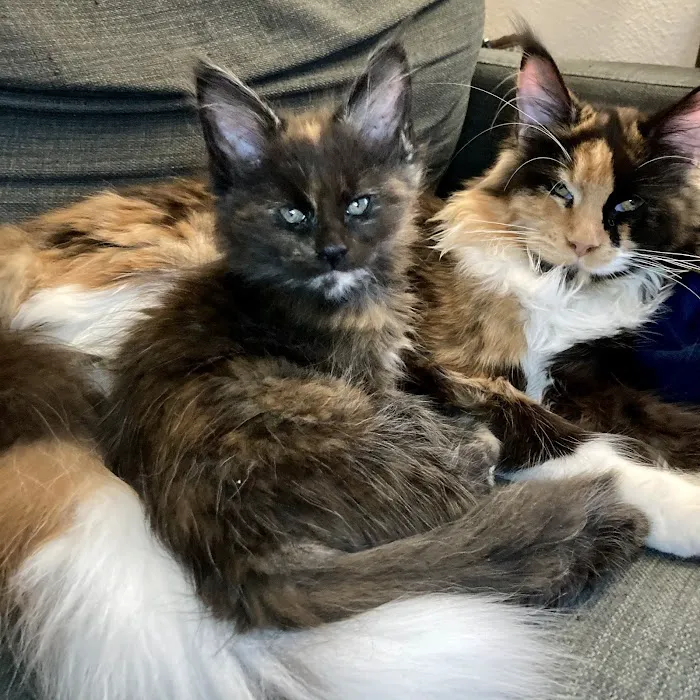 Cat's Maine Coons 12
