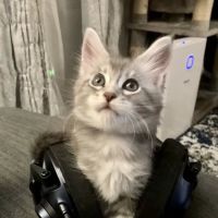 Cat's Maine Coons ico