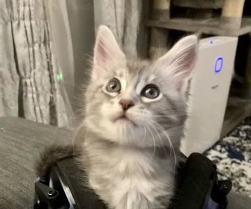 Cat's Maine Coons
