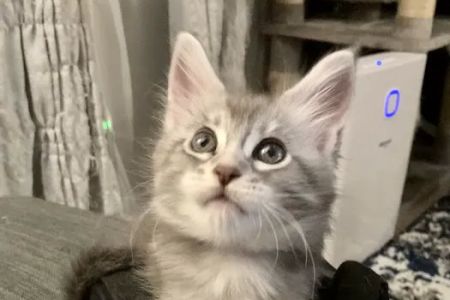 Cat's Maine Coons