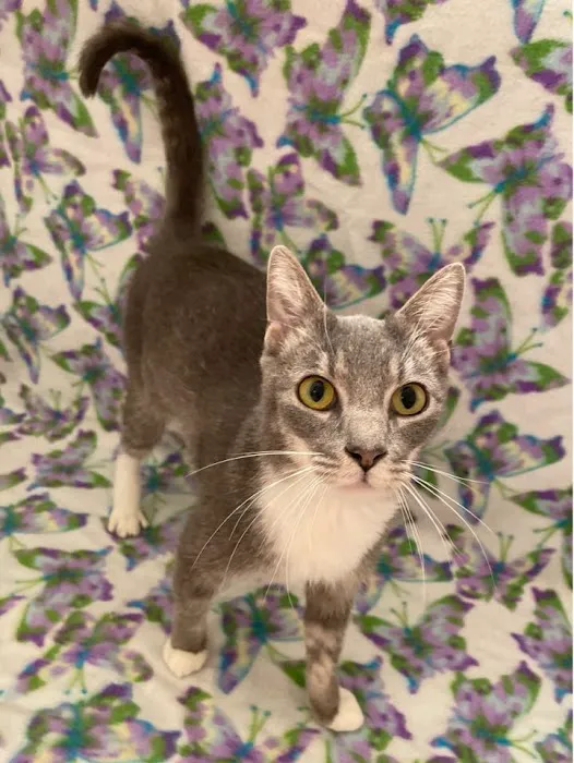 Room 8 Memorial Cat Foundation 12