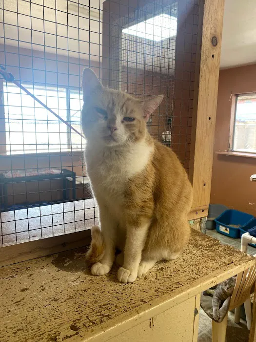 Room 8 Memorial Cat Foundation 12