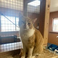 Room 8 Memorial Cat Foundation ico