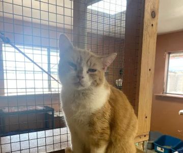 Room 8 Memorial Cat Foundation