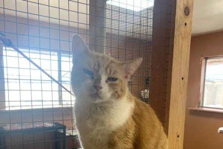 Room 8 Memorial Cat Foundation