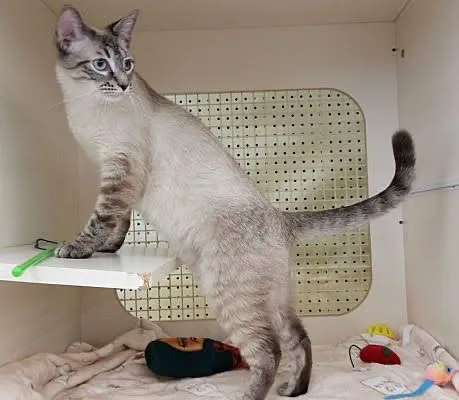 Room 8 Memorial Cat Foundation 12