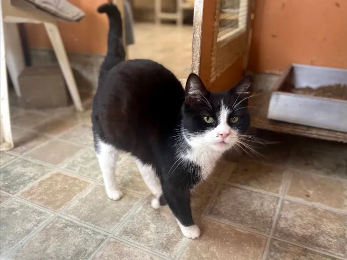 Room 8 Memorial Cat Foundation 12