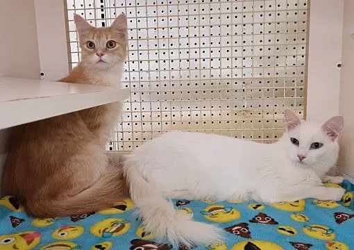 Room 8 Memorial Cat Foundation 12