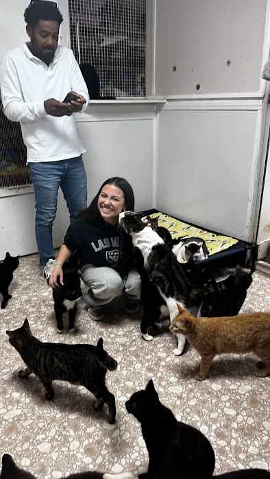 Room 8 Memorial Cat Foundation 12