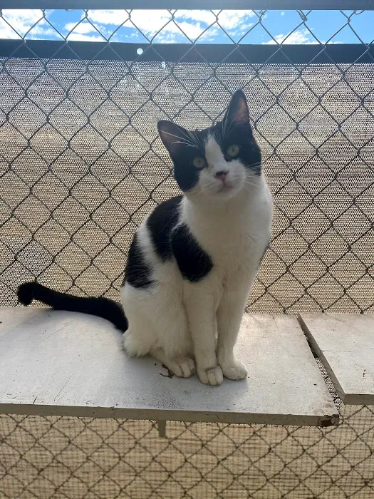 Room 8 Memorial Cat Foundation 12