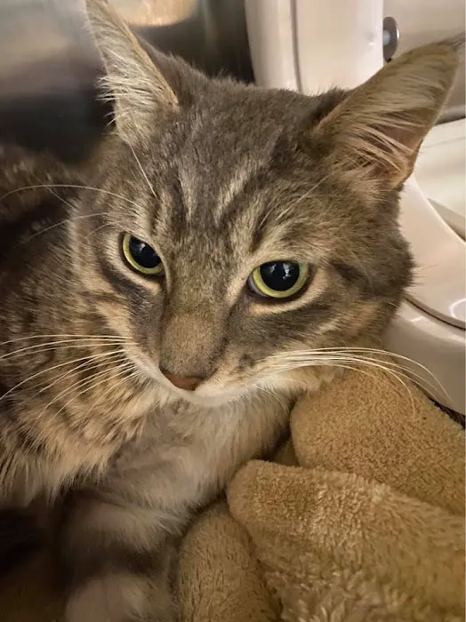 Room 8 Memorial Cat Foundation 12