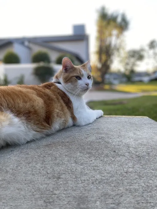Room 8 Memorial Cat Foundation 12