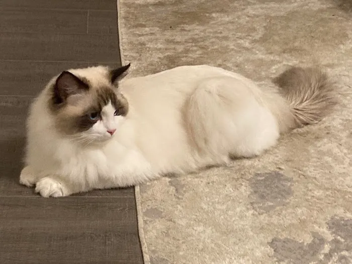 Ragdoll 12