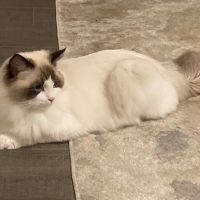 Ragdoll ico