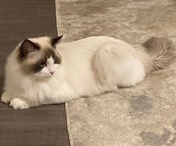 Ragdoll