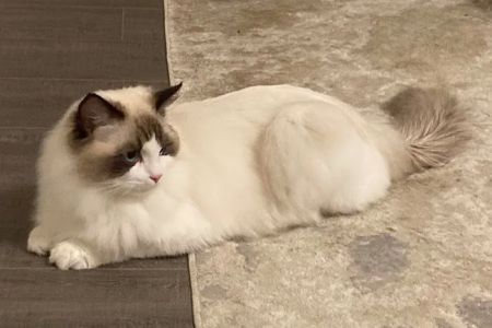 Ragdoll