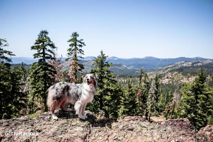 Fidalgo Animal Medical Center 4