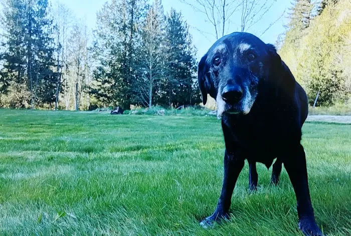 North Cascade Veterinary Hospital 6