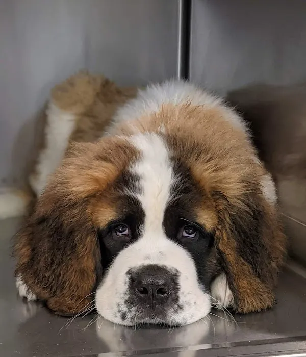 Purdy Veterinary Hospital 12