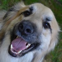 Brookside Veterinary Hospital ico