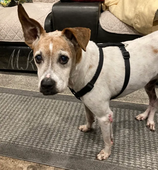 Columbus Animal Clinic 12