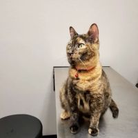 Bryan Animal Clinic ico