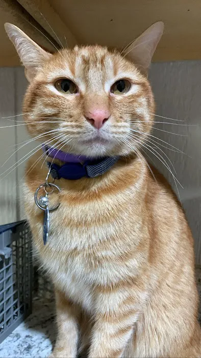 Bryan Animal Clinic 12