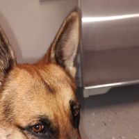 Tabor Road Veterinary Hospital ico