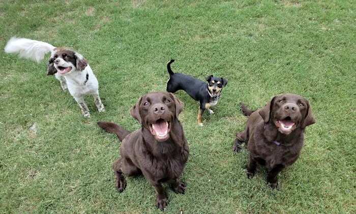 West Brazos Animal Center 12