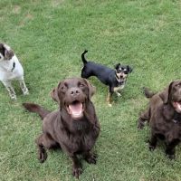 West Brazos Animal Center ico