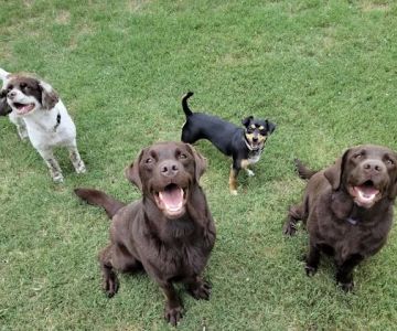 West Brazos Animal Center