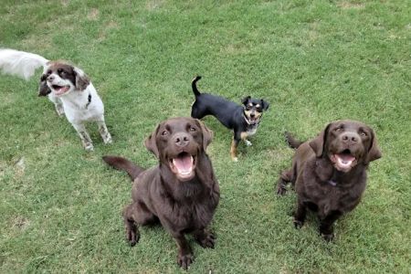 West Brazos Animal Center
