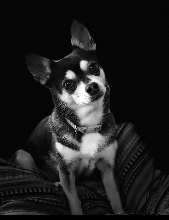 West Brazos Animal Center 12