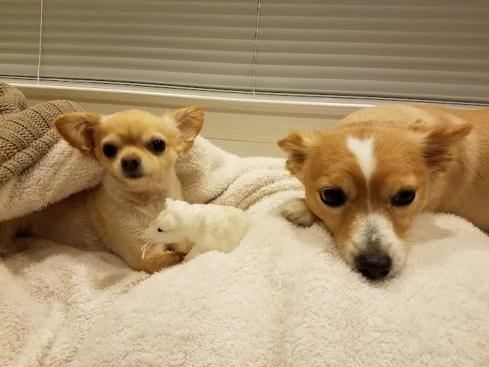 Blue Point-Bayport Animal Hospital 12