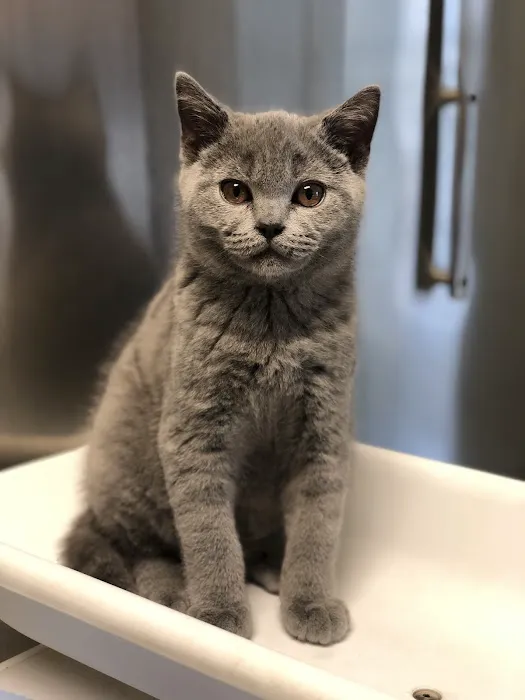 Blue Point-Bayport Animal Hospital 12