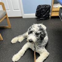 Bayport Village Animal Health ico