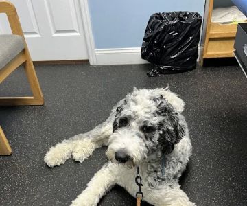 Bayport Village Animal Health