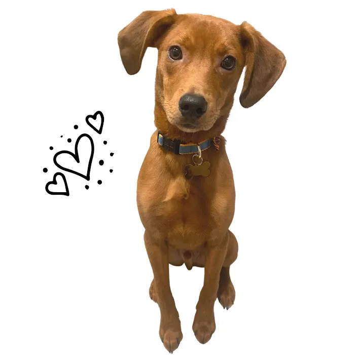 Vetco Total Care Animal Hospital 12