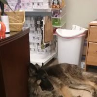 Family Pet Clinic ico